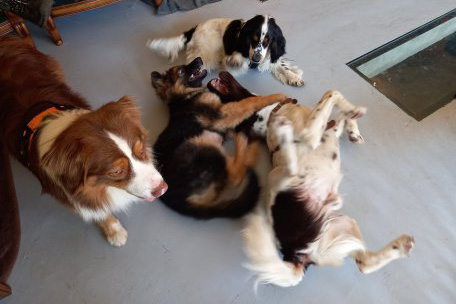 Photo de plusieurs chiens